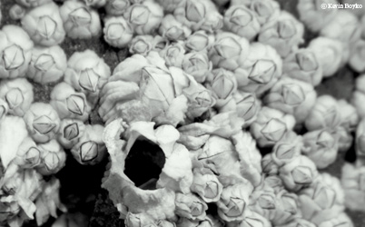 close up of barnacles, ©kevinboyko